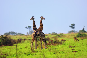 Two giraffes, Uganda