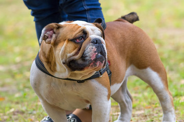 English Bulldog Close-up