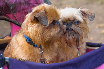 Brussels Griffon dog close-up