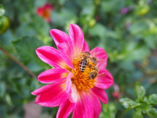 Bienen auf pinker Blume im botanischen Garten Köln