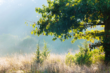Summer misty sunrise. Foggy river in the morning. Summer misty dawn.