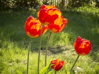 red yellow tulip flowers in the backlight