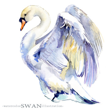 Watercolor Swan Bird Illustration.