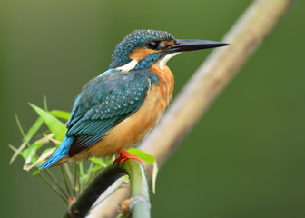 Common Kingfisher (Alcedo atthis)  Beautiful green and turquoise blue bird lovely perching on a branch while fishing in the stream, exotic nature