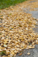 Lots of yellow leaves piled up outside in autumn