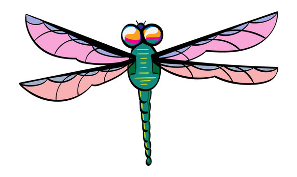 Vibrantly coloured dragonfly