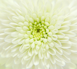 White  flower close-up, nature wallpaper, macro, selective focus