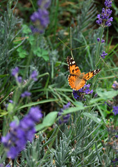 Butterfly on the lavender