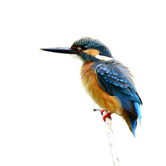Common kingfisher (Alcedo atthis) a beautiful blue bird with puffy feathers perching on the stick isolated on white background, fascinating nature
