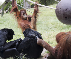 A Pair of Orangutans Interact with a Pair of Siamangs © Derrick Neill