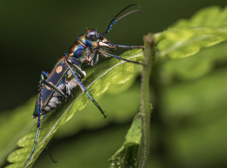 close-up shot of colourful tiger beetle