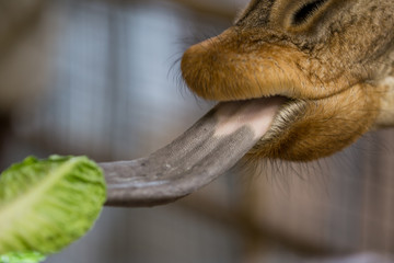 Giraffe's Tongue Eating Lettuce