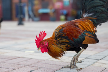 Rooster in Key West, Florida