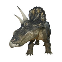 Fototapeta premium 3D Rendering Dinosaur Diceratops on White