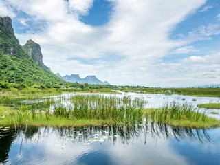 Fototapeta premium Lotus pond with natural scene