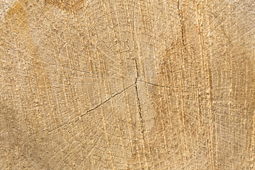 wooden log cut background texture