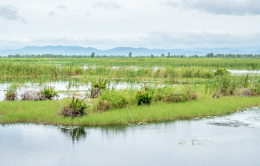 Lotus pond with natural scene