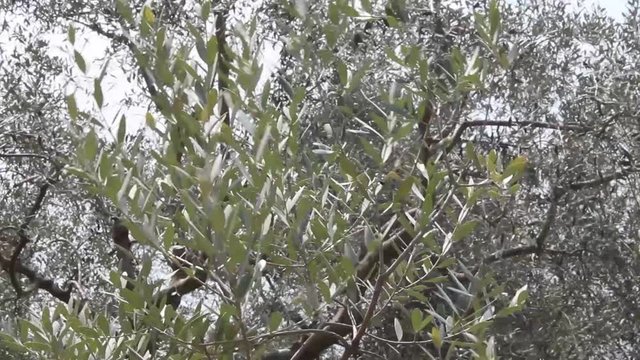 Albero di olive