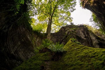 Beautiful tree growing in scenic gorge in Italy in sunny summer day outdoor.