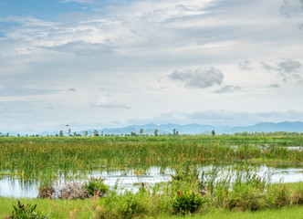 Lotus pond with natural scene