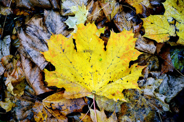 View to natural forest floor at autumn