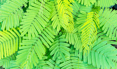 Fern leaves in garden or forest for background