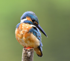 Common Kingfisher (Alcedo atthis) lovely blue bird patience sitting on pole to fishing in the stream, fascinating nature