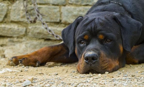 Rottweiler
