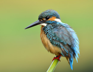 Common Kingfisher (Alcedo atthis) turquoise blue bird with puffy feathers calmly perching on the...