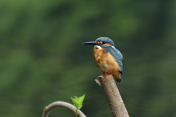 Common Kingfisher (Alcedo atthis) turquoise blue bird calmly perching on a pole set for a bird phography in the stream, exotic nature