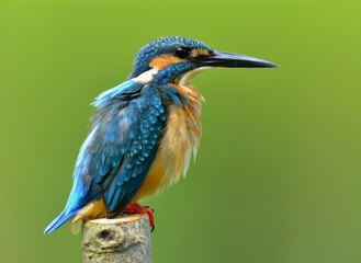 Cute of Common Kingfisher (Alcedo atthis)  beautiful blue bird with puffy feathers perching on cut pole over blur green background, fascinated bird