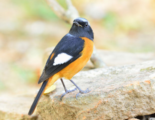 Daurian Redstart (Auroreus Phoenicurus) beautiful bird orange belly, black wings and silver perching on the rock ground with turning back face, fascinated creature