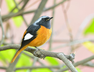 Daurian Redstart (Auroreus Phoenicurus) beautiful fat bird orange belly, black wings and silver perching on the tree branch with pink background, fascinated creature
