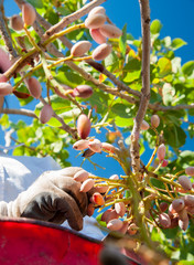 Hands of a farmer picking pistachios of Bronte,Sicily, during harvest season
