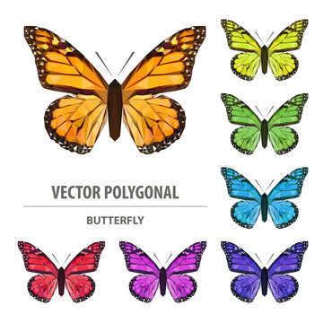 Vector polygonal butterfly. Low poly insect illustration. Triangle color animal image.