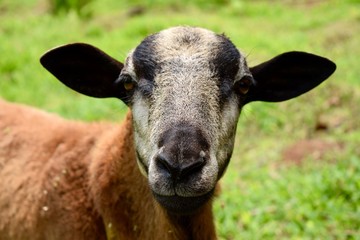 Chèvre des caraïbes