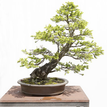 White spruce (picea glauca) bonsai on a wooden table and white background