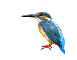 Exotic blue bird, Common Kingfisher (Alcedo atthis) with fine feathers details from head to red legs and toes isolated on white background
