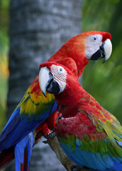 Naklejka na ściany i meble Green-winged macaw with Scaret macaw parrot birds perching together, lovely nature