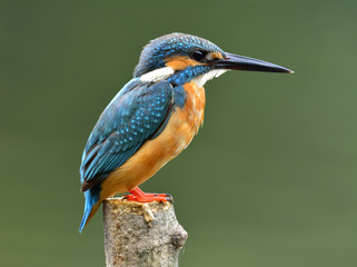 Little blue bird, Common Kingfisher (Alcedo atthis) perching on the pole showing its brown chest and side feathers profile over soft blur green background in early morning lighting
