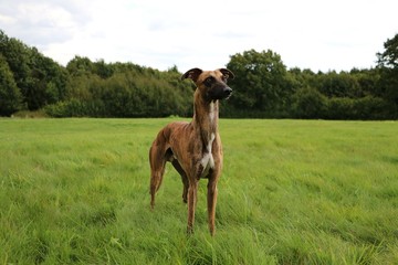 Whippet Portrait im Park