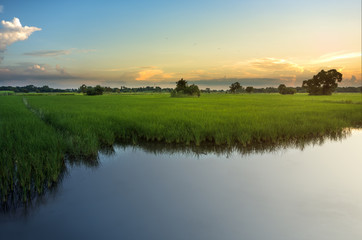 Fototapeta na wymiar Beautiful rice fields sunset time in thailand.