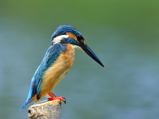 Lovely beige and blue bird, Common Kingfisher (Alcedo atthis) perching on the pole fishing in stream, fascinated nature