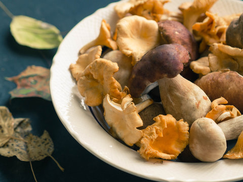 Raw wild chanterelle mushrooms and raw porcini mushrooms ready for cooking in white ceramic bowl. 