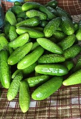 Fresh cucumbers