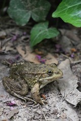 Toad is looking us