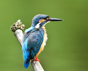 Male of Common Kingfisher (Alcedo atthis) a cute and beautiful blue bird with puffy feathers...