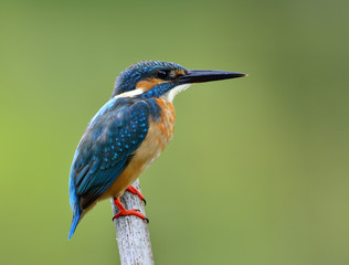 Male of Common Kingfisher (Alcedo atthis) beautiful blue bird calmly perching on bamboo branch, lovely bird