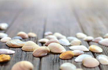 Seashells background
