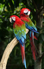 Fototapeta na wymiar Lovely pair of Green-winged macaw parrot birds perching on the same spot with beautiful feathers